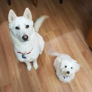 Meet your Posher, Grace